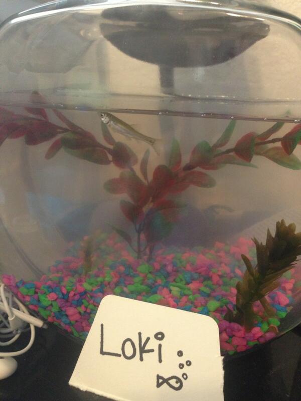 RockMeNi's tweet photo. Welcome to the family Loki :* http://t.co/6vB4oZ2oyt