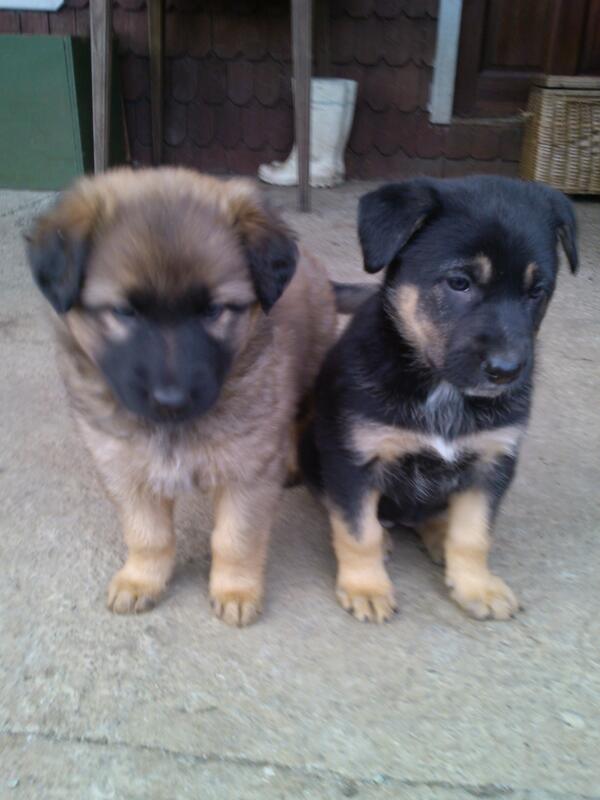 AnneloreMusic's tweet photo. Regalo una perrita mezcla de Pastor Alemán/pura ternura@AnimalistasenA @AnimalistasPRO @AnimalPlanet http://t.co/FTwZexLU6a