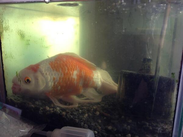 B67U's tweet photo. 気付けば12歳
金魚って長生きするんやね(・ω・) http://t.co/T2SDLnuLPE