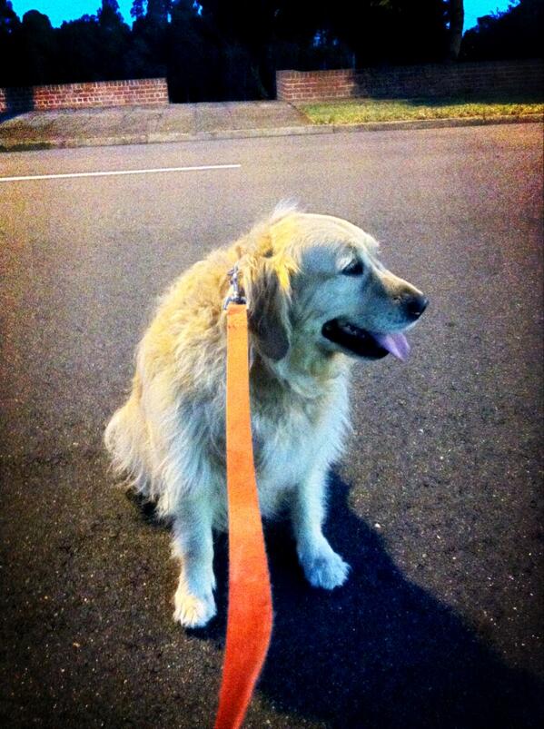 GustianAldy's tweet image. RT @jenalive11: Or sit down and get comfortable half way through crossing a road #justcasually