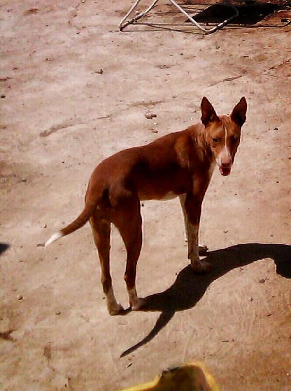 Deseando k llegué él desgaste de conejos @Perdiz_Reclamo <a href="/Cazamenor/">Caza menor</a> <a href="/jaraysedal/">Jara y Sedal</a>