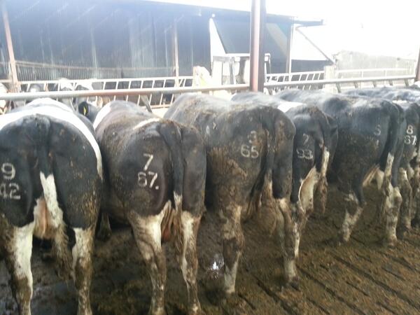 martincrowe's tweet image. @michaelgdoran what are fat cows making #timetocashin