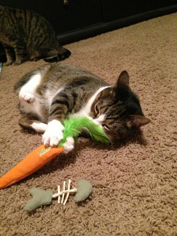 PaisleyKitten's tweet photo. Nom nom nom I love #carrots http://t.co/3PGXIHi7w0