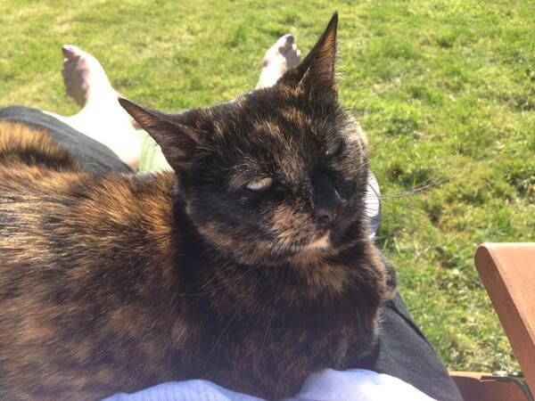 The_only_Trisha's tweet image. Lazy cat and white legs. #firstdaysofsummer