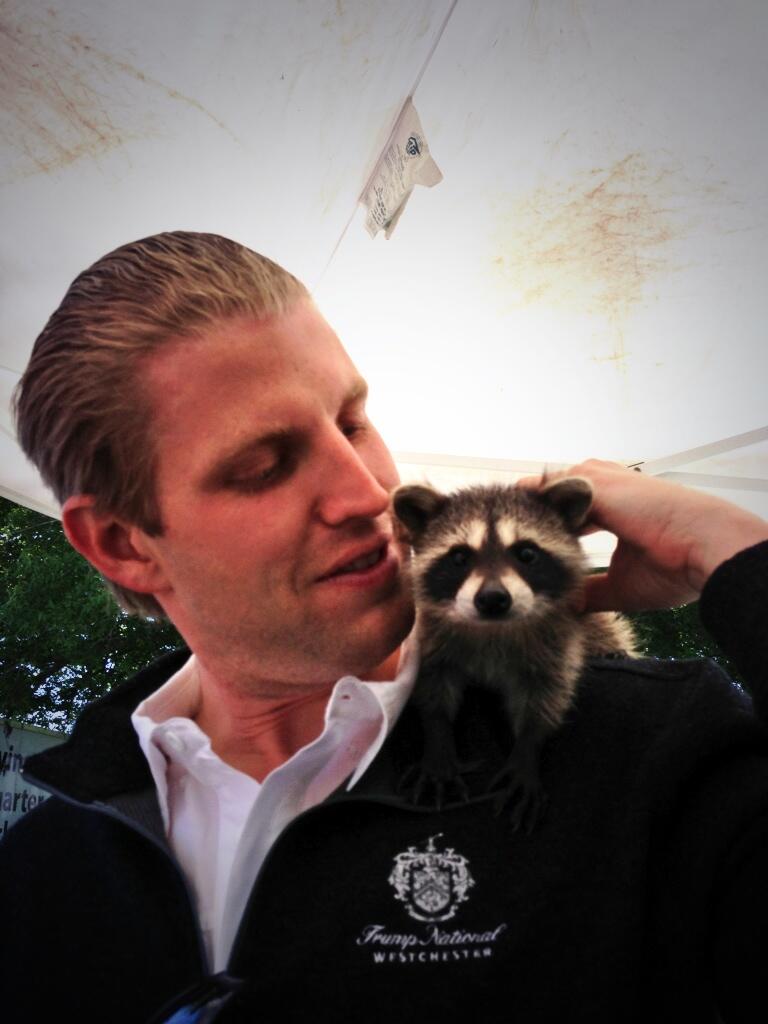 Twitter Raccoon Lara Trump on Twitter: