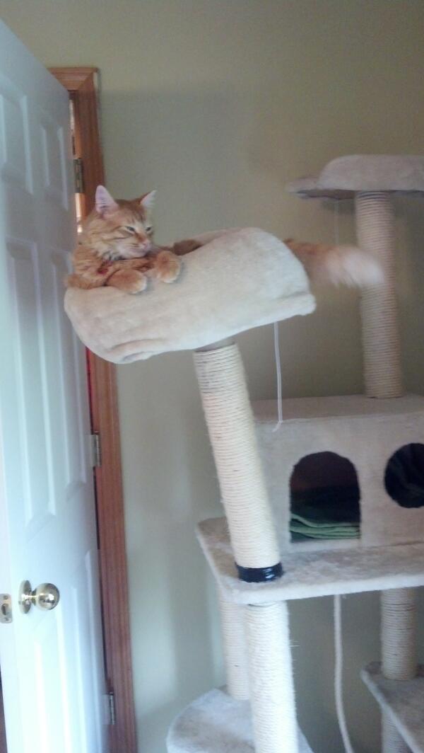BaseballCatBlog's tweet image. Harvey: The cat tree has a bit of a lean.