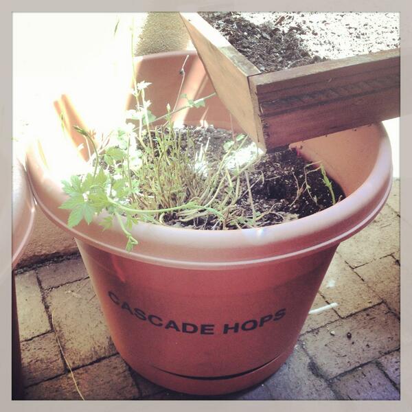 ZerodayBrewing's tweet image. Enjoying this beautiful day in Philly alongside @AlterEgoTheo &amp;amp; a pot of Cascade hops. What are you doing? #AEBC