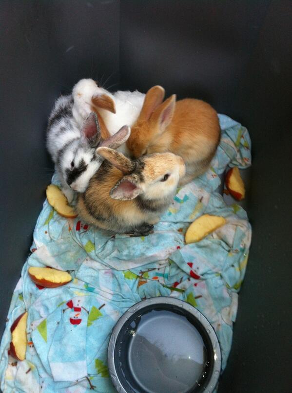 AI_Family's tweet photo. Does anyone who lives in Southern California want a bunny!? My rabbit had bunnies and I need to find them homes soon! http://t.co/8pGPcLtzmx