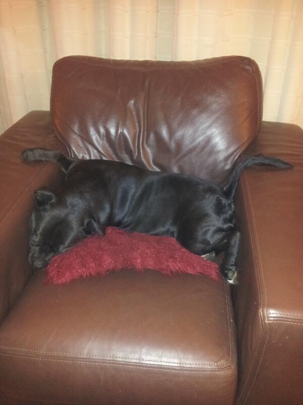 barbas1959's tweet image. this can't be comfortable #staffydog!!!