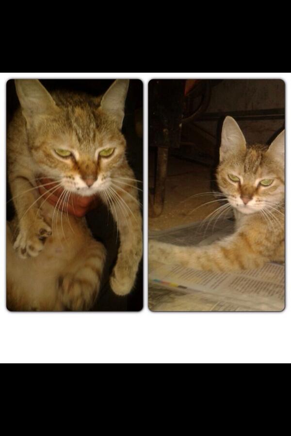 fernandaflowink's tweet photo. Gata c/pata fracturada/lastimada necesita ayuda,hogar temporal o definitivo,otros gatos la lastiman @ApaAnimal http://t.co/oBQkLPKybV