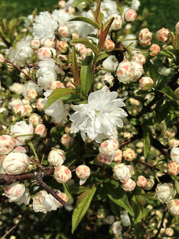이 꽃 이름 아시는분? 궁금한데 도저히 못찾겠네요 ㅠㅠ