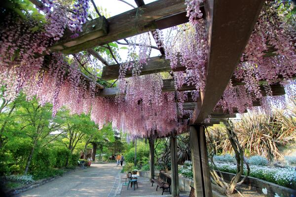 大阪府立花の文化園 Fululugarden Twitter