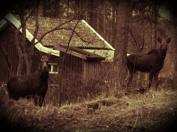 Spetz1973's tweet image. Plötsligt händer det... Oväntat besök;-)