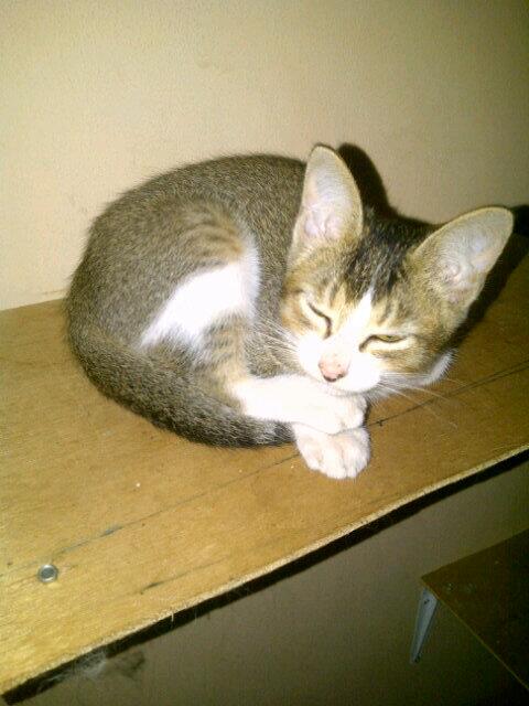 CTI (@corolla_twincam) on Twitter photo 