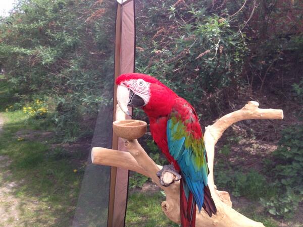 gillian_fox's tweet photo. Hey wanna pet me?? @LandOfKidsFest eastern curve garden now now now!! http://t.co/CLgdqJ9WEA