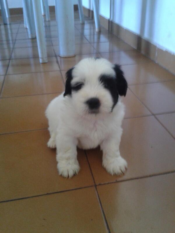 LMmlli's tweet image. zequinha encaranda a @_dassinha awwnt sua peste q me ama