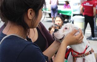 FoundAnimalsOrg's tweet image. It's #MicrochipMonday! Read All About #SouthLA's Community Health &amp;amp; #PetFair. foundanimals.org/blog/microchip…