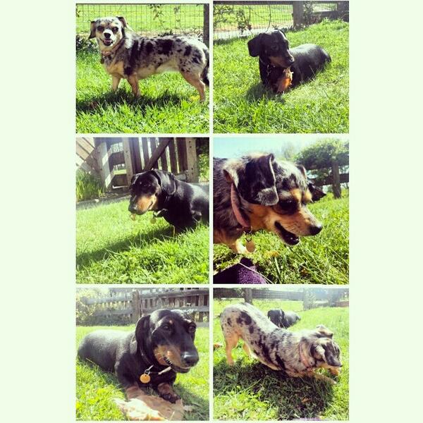Missy_Chiweenie's tweet photo. http://t.co/JFsOBr2IwE
