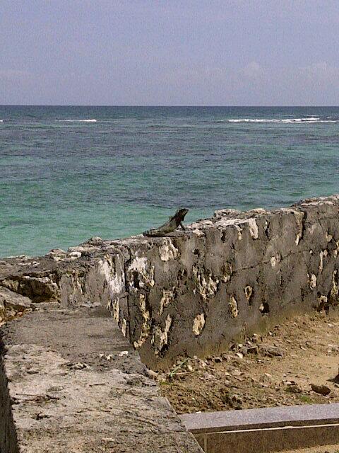 phiilppe's tweet photo. Iguane gwada http://t.co/giHGpiI14V