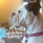 Photo by Boxer Welfare Scot (@Boxer_BWS)