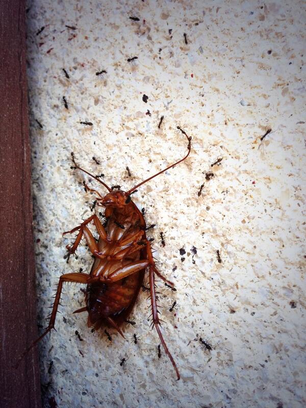 rodrigo garcia (@rodrigogar24) on Twitter photo 