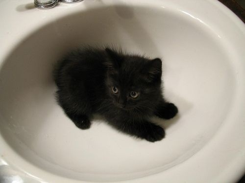 JoshiePrincess's tweet photo. This is my present from Josh for working so hard on my album (2 more months!! :D) Meet Icky http://t.co/4BSxNy1YB5