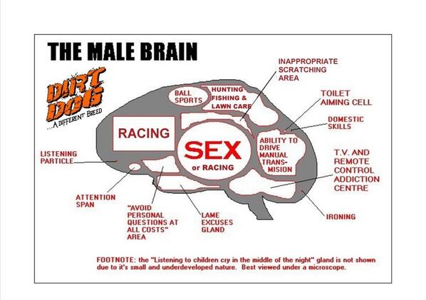 The male brain courtesy of <a href="/teamdirtdog/">Team Dirt Dog</a>
