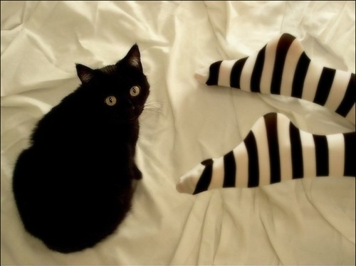 JoshiePrincess's tweet photo. First morning here, and I wake up to Icky playing with my feet. #HeWasInHisOwnBedLastnight #WhatTheFuck http://t.co/mn2C9AmnY6