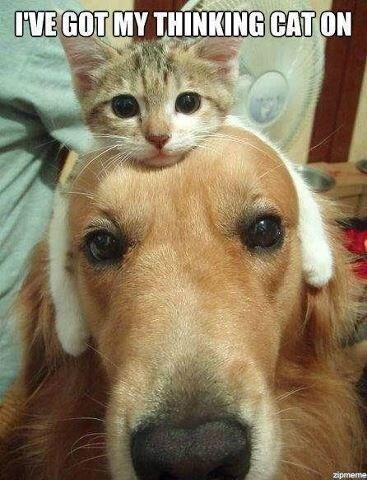 wafflesponcho's tweet photo. @Taj_the_cat http://t.co/pgAZT0XqdL