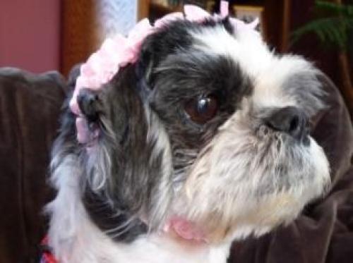 Angel needs a Home! #DoggyRescue