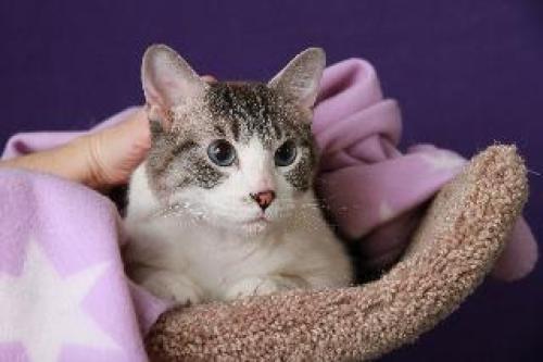 Tacy needs a Home! #KittyRescue