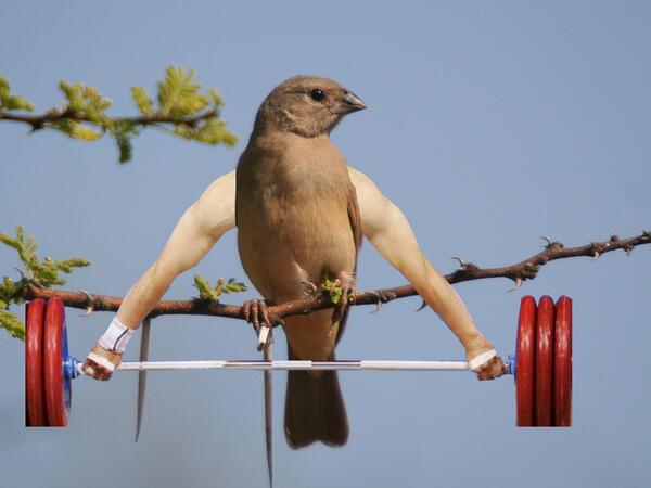 Do you even lift?