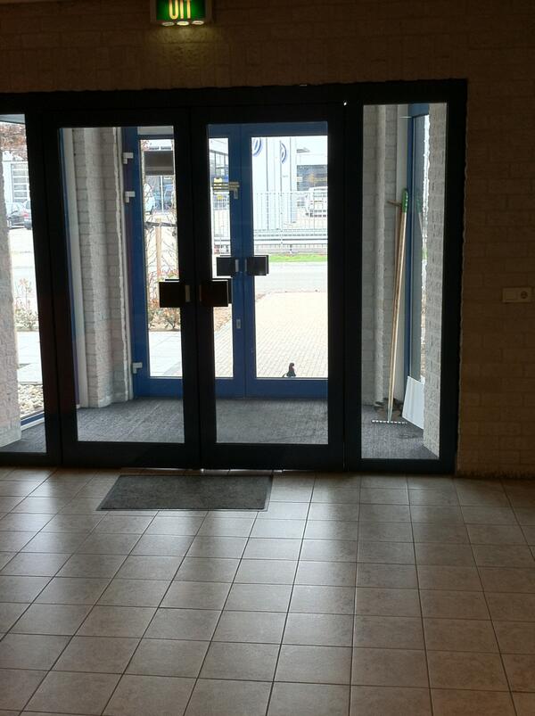 #Lente bij #Itolang (deel 2): en deze Scholekster wil graag bij ons de #Still en #Clark trucks komen bewonderen.