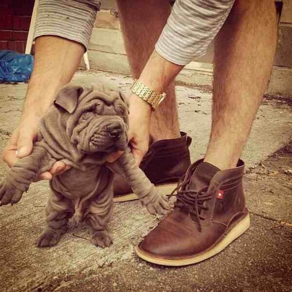 If someone would like to buy me one of these that would be totally fine! #LookAtThoseWrinkles