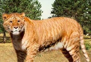Yourpetscom's tweet photo. Kucing Liar Terbesar.Lion-Ti adalah hasil kawin paksa antara singa dan Harimau http://t.co/3hxzBnFOZ4