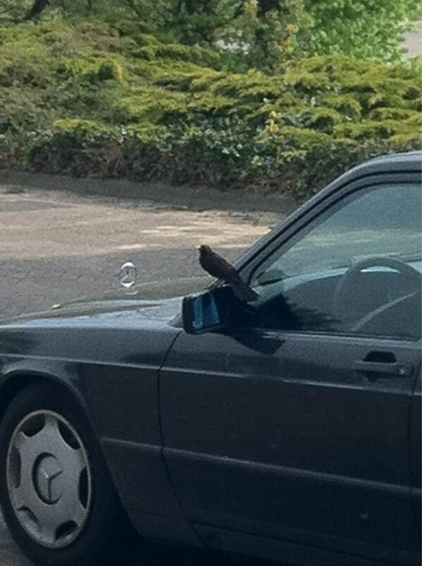 De betreffende merel die ons al weken lastig valt... #itolang #lente