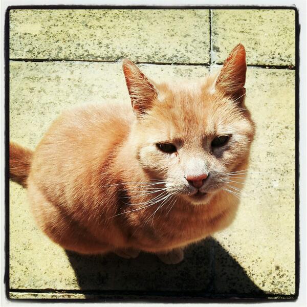 heyworkshops's tweet image. @RSPCAHull I thought you might like to see a slim and happy Alfie hes now approx 5kg #contentedcat
