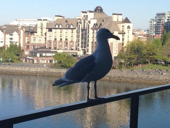 Cmomof2's tweet photo. Our morning guest! http://t.co/7Y52QB3nEK