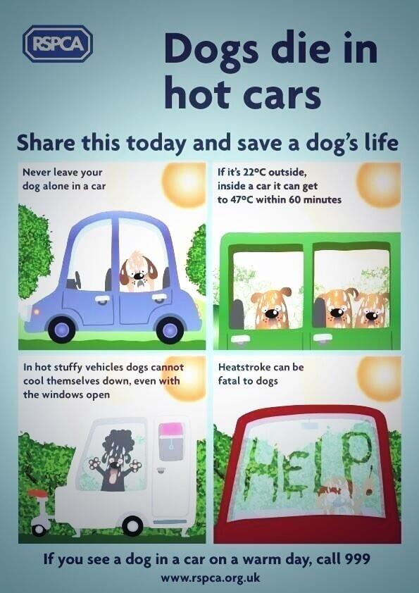 The_Dog_Trainer's tweet image. Everyone please please please RT this really important information this could save 100s of dogs lives RT