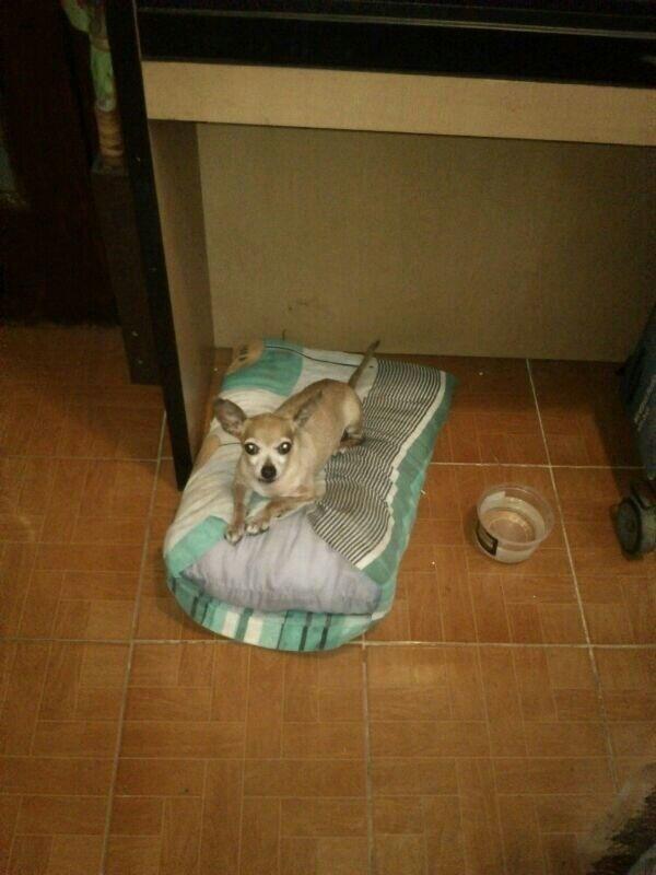 ApaAnimal's tweet photo. Robo casa parroquia y Av. Coyoacan del valle roban perro paralítico 14 años 5523131096 sra Virginia (vía @anyharuiz http://t.co/PXoAOLZbxS