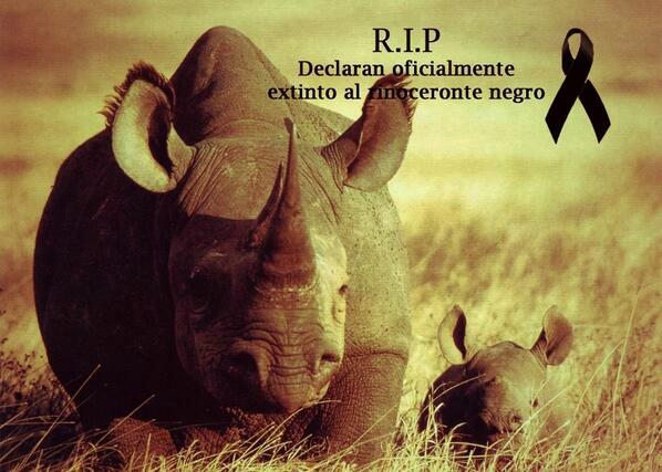 Biologo_87's tweet photo. Rinoceronte negro de áfrica está oficialmente extinto.... Hasta cuando vamos a ver este tipo de noticias?? http://t.co/VavPLL9jO5