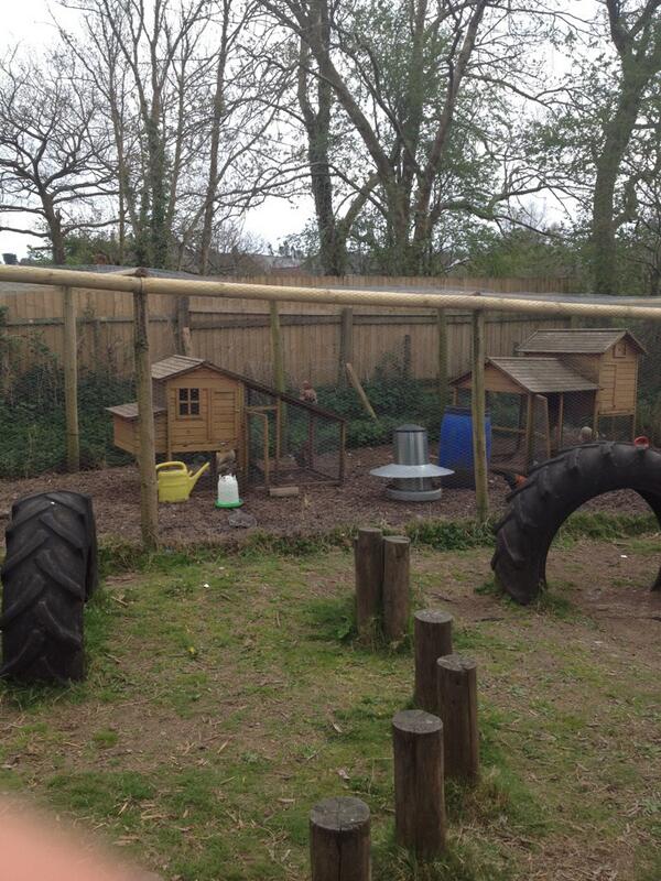 Chickens enjoying tri golf @ walkhampton