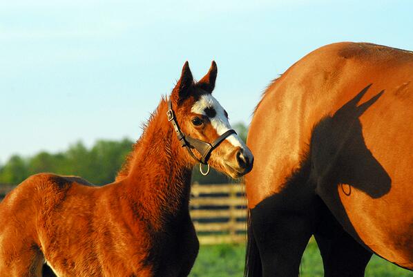 MarylandTB's tweet photo. #mdbred #Flashyfilly by Curlin, bred by Susan Y. Granville, foaled @BonitaFarm out of Phloxy http://t.co/PCNx3j0GVJ http://t.co/JAtYiiHnya