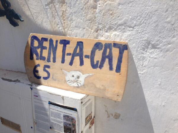 nimitjani's tweet photo. @rupinjapan - if you miss your cat, there are options http://t.co/mBh02c9Gxb