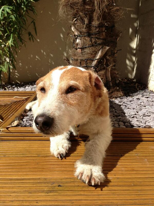 fiveandlimebar's tweet photo. Our boy Harley chillin out! #fresh http://t.co/j1KNrrGtBC