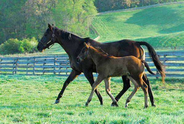 MarylandTB's tweet photo. Etched—Looselipssinkships #mdbred colt is from the family of graded winner Dusty Screen @BonitaFarm http://t.co/lHg7JSZEsT