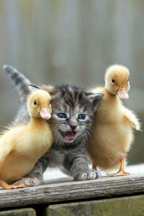  Photography Tweet (@guzeltweets) on Twitter photo 