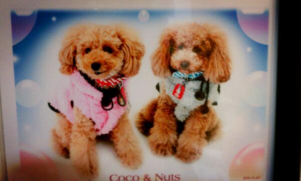 kasacoco tweet picture