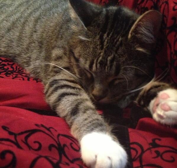 ErinRhewBooks's tweet image. She's been keeping careful watch over me all day. It's apparently exhausting... 😉 #amsick #cat