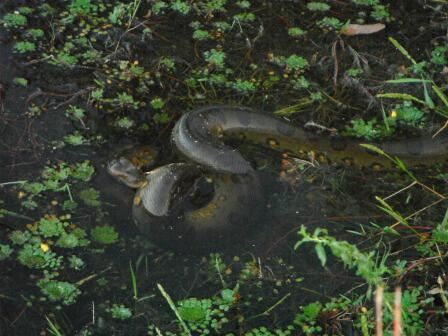 Biologo_87's tweet photo. Anaconda. http://t.co/vRmgbykhaH